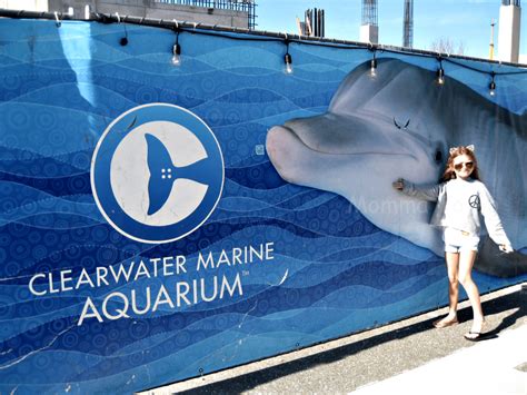 Clearwater marine aquarium florida - Dive into the underwater world at Clearwater Aquarium with us! Join us as we explore this amazing marine life sanctuary that is home to rescued dolphins, sea...